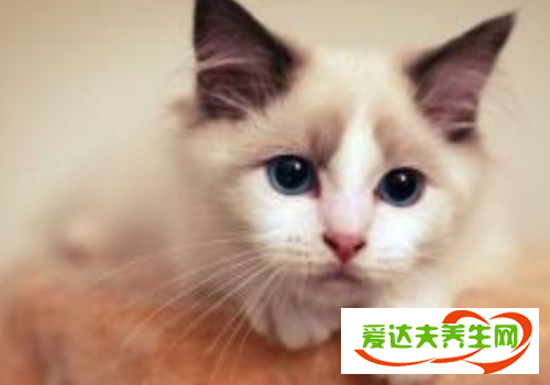 布偶猫取什么名字好听 为什么这么粘人