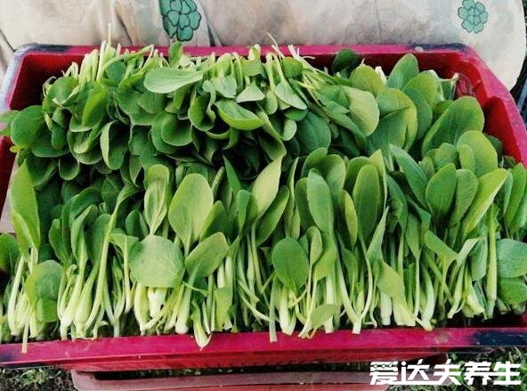 鸡毛菜是什么菜，就是小白菜的嫩苗确实好吃(图片)