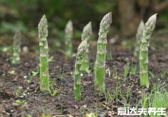 芦笋的功效与作用，能够降脂减肥还特别适合孕产妇食用(图片)