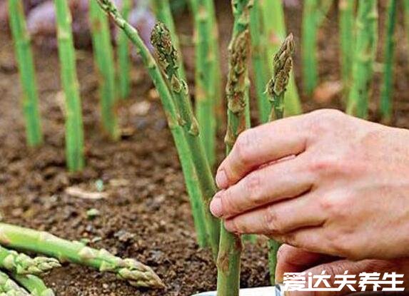 芦笋的功效与作用，能够降脂减肥还特别适合孕产妇食用(图片)