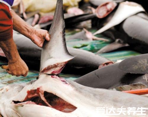 鱼翅是什么，主要是鲨鱼的鱼鳍制成的高档食品(图片)