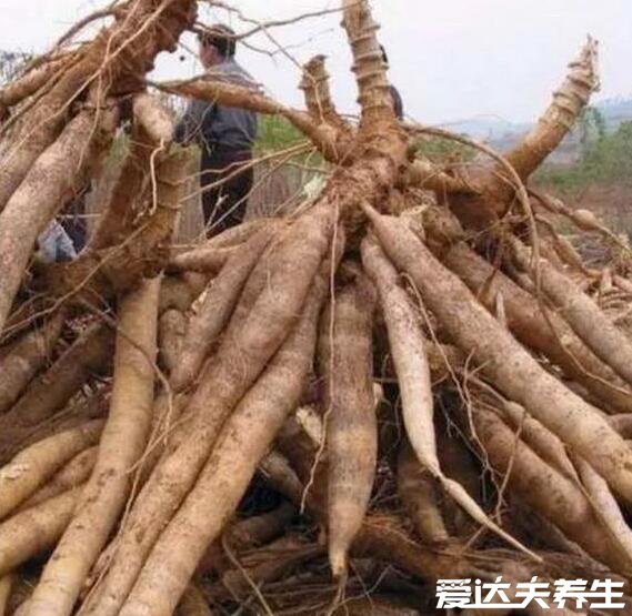 木薯是什么有毒吗，大戟科植物的块根有毒但很容易去除(图片)