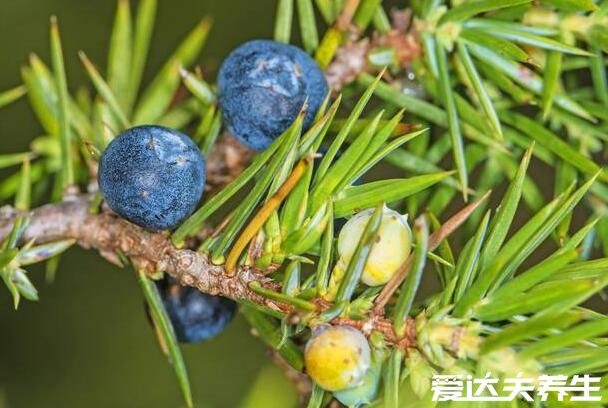 杜松子和蓝莓的区别，杜松子的功效与作用及禁忌