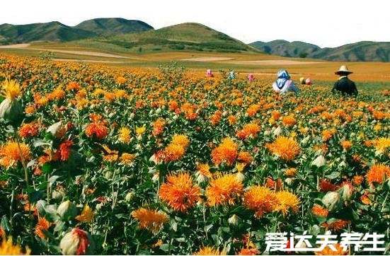 红花籽油的功效与作用及食用方法，直接口服有效预防心血管疾病