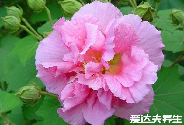 木芙蓉图片，木芙蓉的功效与作用(5大功效)