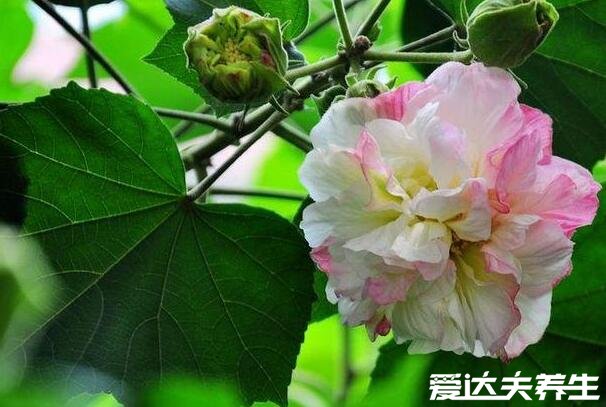 木芙蓉图片，木芙蓉的功效与作用(5大功效)