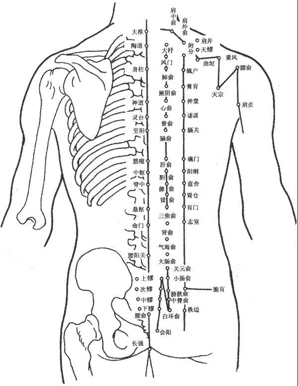 超详细人体背部穴位图解,常用的几个背部保健穴位一定要知道
