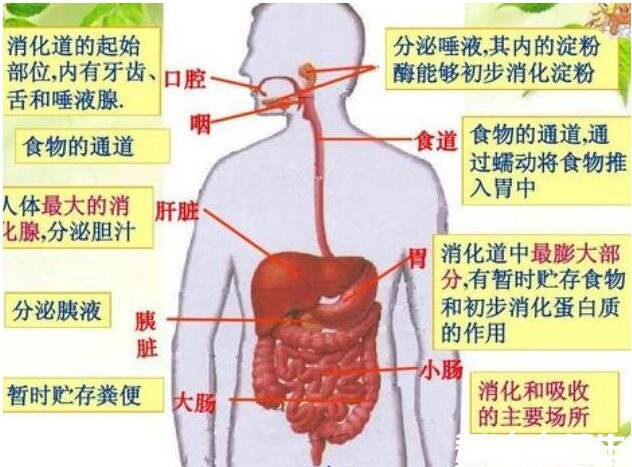 胃在什么位置图片左上腹靠近心窝的凹陷处
