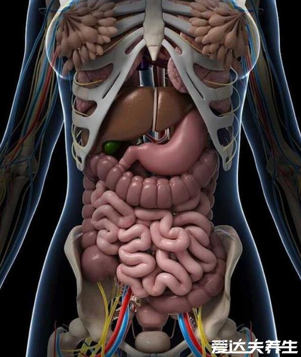 脾是人体最大的淋巴器官,有些淋巴就是在脾脏内成熟,并贮存在体内