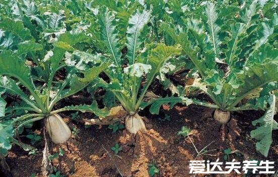 白萝卜不能和什么一起吃，10大白萝卜相克食物表(胡萝卜在其中)