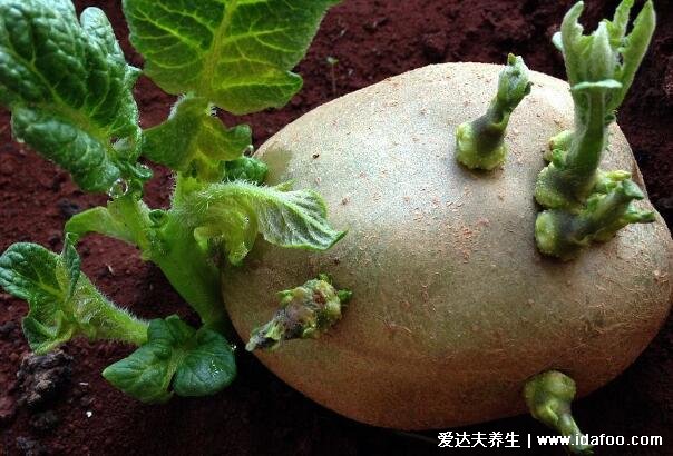 土豆发芽了把芽去掉还能吃吗，把芽眼周围也削掉(发绿霉变不能吃)