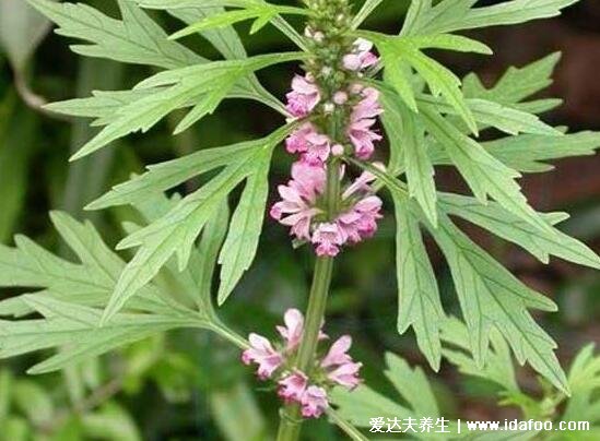 益母草的功效与作用禁忌，可活血化瘀/调理月经但孕妇禁用(图片)