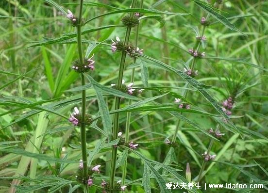 益母草的功效与作用禁忌，可活血化瘀/调理月经但孕妇禁用(图片)