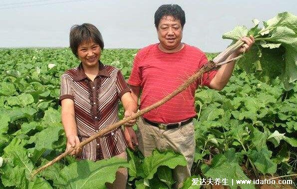 牛蒡的功效与作用禁忌，减肥养颜还能降三高(图片)