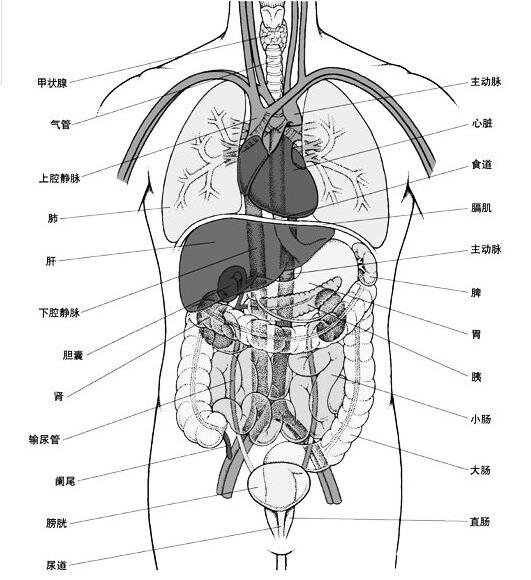 海姆立克急救法标准动作图解，还在拍背的看这里(附详细步骤)