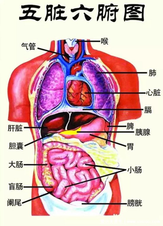 人体内五脏六腑位置图和功能心脏是人体的发动机