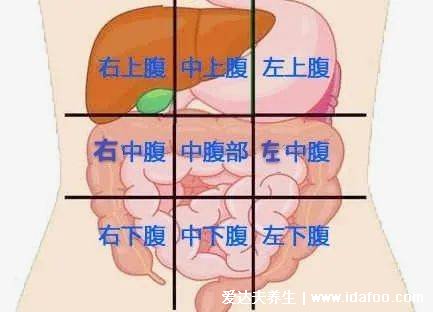 肝痛在哪个位置示意图，在右上腹第五根肋骨下面