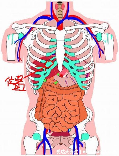 肝痛在哪个位置示意图，在右上腹第五根肋骨下面