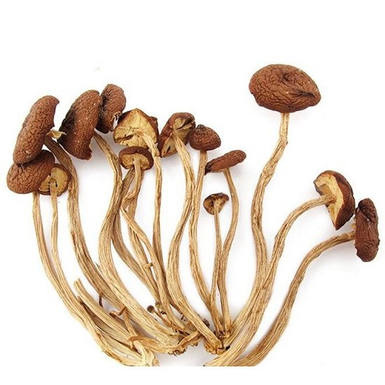 常吃的20种蘑菇的种类茶树菇炖排骨汤很营养是中华神菇