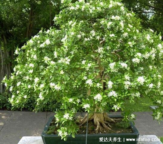 九里香花适合在室内养吗，花香过于浓郁适合室外养殖(图片)