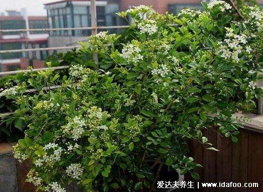 九里香花适合在室内养吗，不适合/花香浓郁长时间闻会恶心等不适