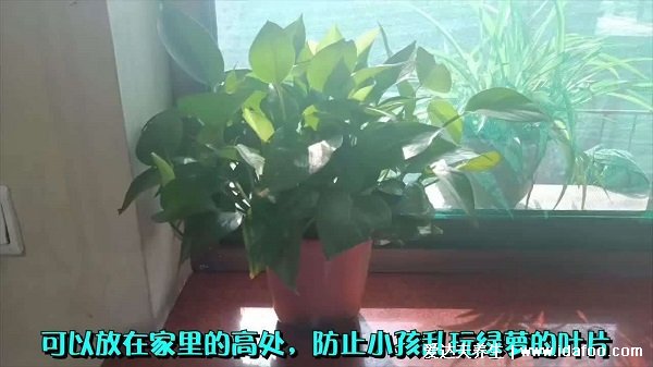 绿萝适合养在室内吗有毒吗，汁液有毒但适宜养好处多(不要触碰和误食)